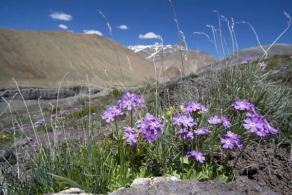 Primula sp Upper Suru Valley Ladakh trans Himalaya