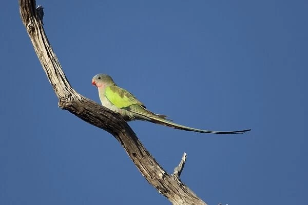 Princess Parrot - on dead tree branch - in desert country south of Mt Liebig Aboriginal Community - Northern Territory - Australia -a rare desert inhabitant of the interior of Australia seldom seen because of the remote trackless areas they inhabit