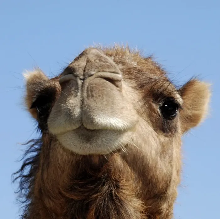 Framed Print : Camel. PM-10664. Camel. Camelus dromedarius. Pat Morris. Framed Print : Camel. PM-10664. Camel. Camelus dromedarius. Pat Morris.
