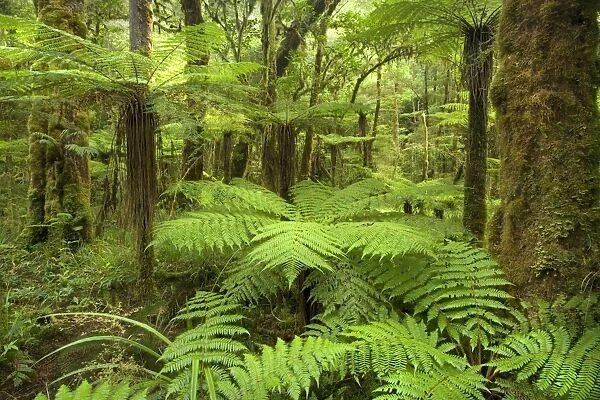 pristine rainforest with many tree fern and lush moss- and lichen-covered native trees along path to Moria Gate Arch Oparara Basin, Karamea region, West Coast, South Island, New Zealand