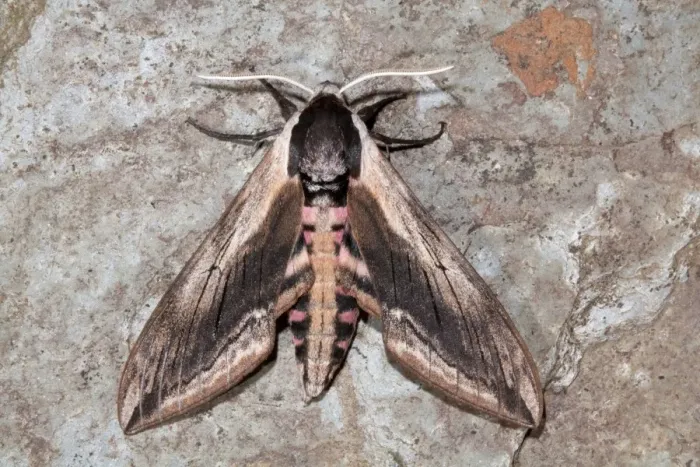 Framed Print : Privet Hawkmoth - Cornwall - UK Framed Print : Privet Hawkmoth - Cornwall - UK