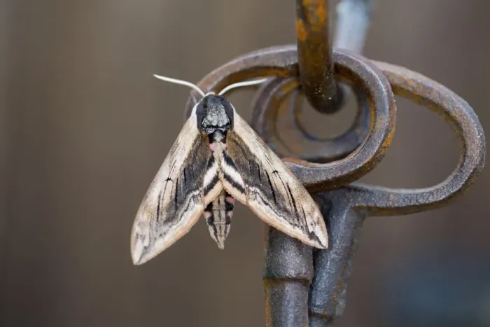 Framed Print : Privet Hawkmoth - Garden Ornament - UK Framed Print : Privet Hawkmoth - Garden Ornament - UK
