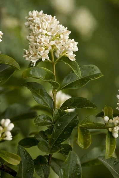 Privet (Ligustrum vulgare). Widespread shrub in UK