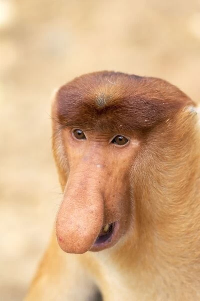 Proboscis  /  Long-nosed Monkey - chief male