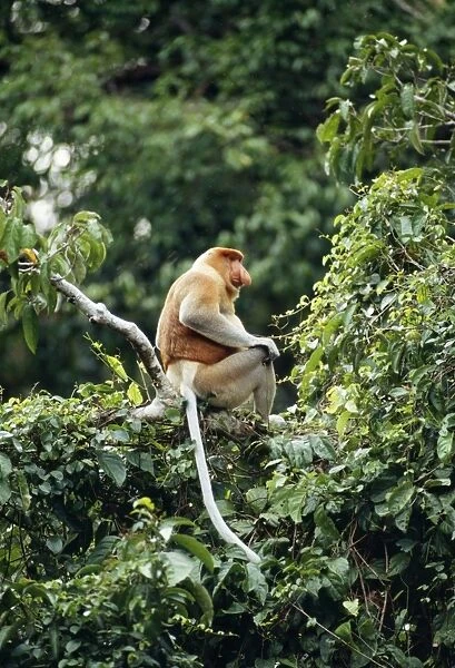 Proboscis Monkey - adult male Riverine forest, Kinabatangan River, Sabah, Malaysia, Borneo