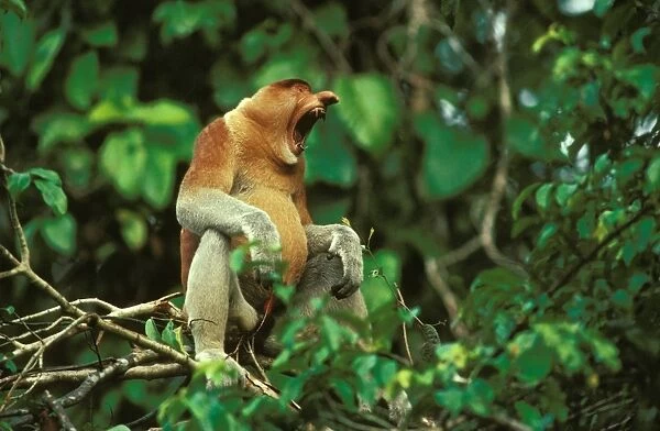 Proboscis Monkey - adult male yawning, Kinabatangan River, Sabah, Borneo, Malaysia JPF30258