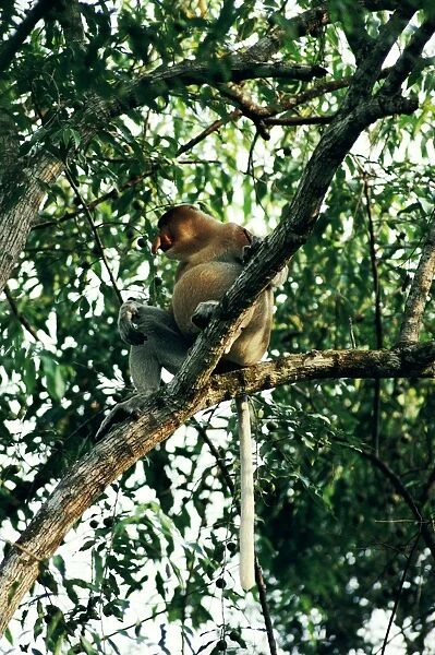 Proboscis Monkey - with distended belly post feeding
