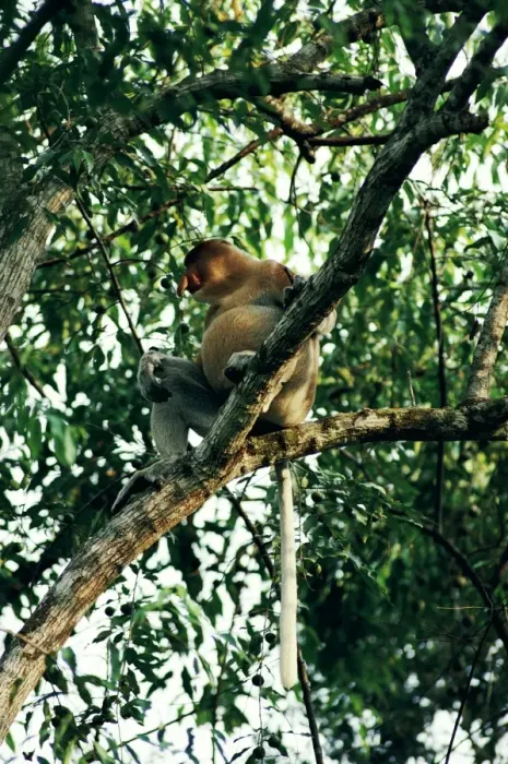 Framed Print : Proboscis Monkey - with distended belly post feeding Framed Print : Proboscis Monkey - with distended belly post feeding