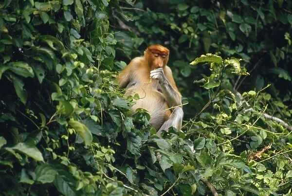 Proboscis Monkey - feeding Riverine Forest, Borneo