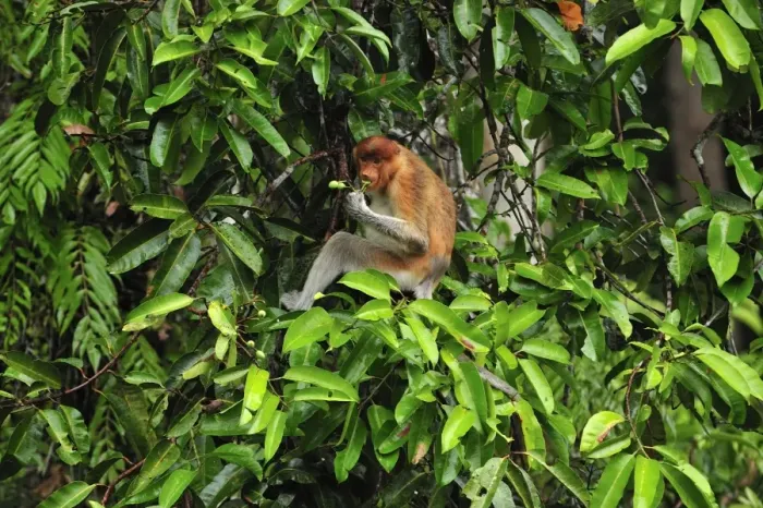 Framed Print : Proboscis Monkey - female eating fruits - Tanjung Puting National Park - Kalimantan - Borneo - Indonesia Framed Print : Proboscis Monkey - female eating fruits - Tanjung Puting National Park - Kalimantan - Borneo - Indonesia