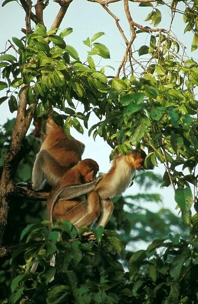 Proboscis Monkey - Female preening young at sunset in tree - Sabah, Borneo, Malaysia JPF30261