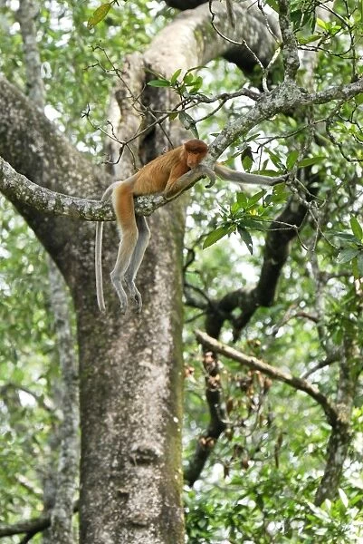 Proboscis Monkey - female resting - Tanjung Puting national park - Kalimantan - Indonesia - Sabah - Borneo - Malaysia