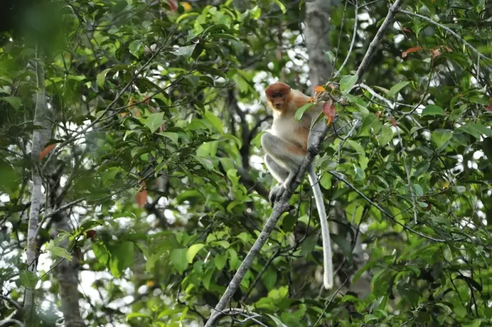 Framed Print : Proboscis Monkey - female - Tanjung Puting National Park - Kalimantan - Borneo - Indonesia Framed Print : Proboscis Monkey - female - Tanjung Puting National Park - Kalimantan - Borneo - Indonesia