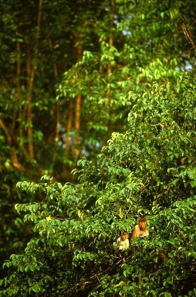 Proboscis monkey - Female and young, Kinabatangan River, Sabah, Borneo, Malaysia JPF30264