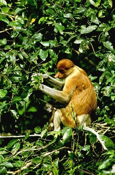 Proboscis Monkey - Female & young, Kinabatangan River, Sabah, Borneo, Malaysia JPF30263