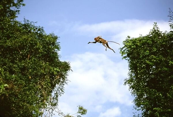 Proboscis Monkey - female and young jumping over river, Kinabatangan River, Sabah, Borneo, Malaysia JPF32503
