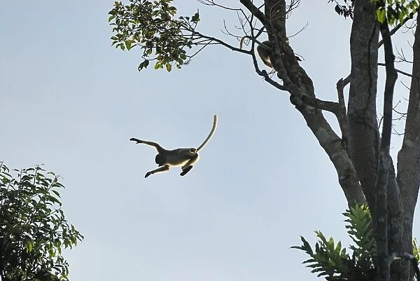 Proboscis Monkey - jumping - Tanjung Puting national park - Kalimantan - Indonesia - Sabah - Borneo - Malaysia