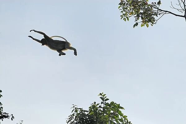 Proboscis Monkey - jumping - Tanjung Puting national park - Kalimantan - Indonesia - Sabah - Borneo - Malaysia