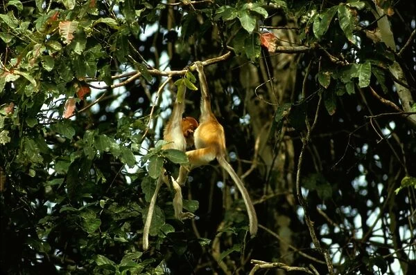 Proboscis Monkey - Juveniles playing in riverine forest, Sabah, Borneo, Malaysia JPF37245
