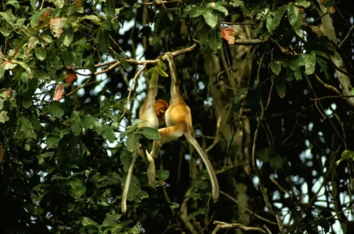 Framed Print : Proboscis Monkey - Juveniles playing in riverine forest, Sabah, Borneo, Malaysia JPF37245 Framed Print : Proboscis Monkey - Juveniles playing in riverine forest, Sabah, Borneo, Malaysia JPF37245