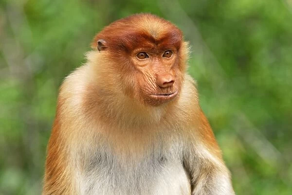 Proboscis Monkey - Kinabatangan river - Sabah - Borneo - Malaysia - Sabah - Borneo - Malaysia