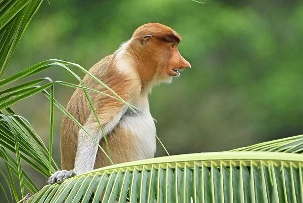 Proboscis Monkey - Kinabatangan river - Sabah - Borneo - Malaysia - Sabah - Borneo - Malaysia
