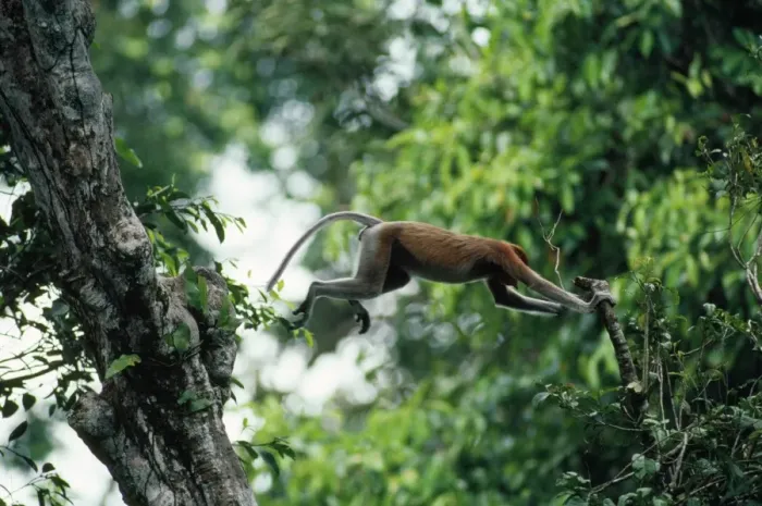 Framed Print : Proboscis Monkey - leaping - Riverine Forest Kinabatangan River Borneo