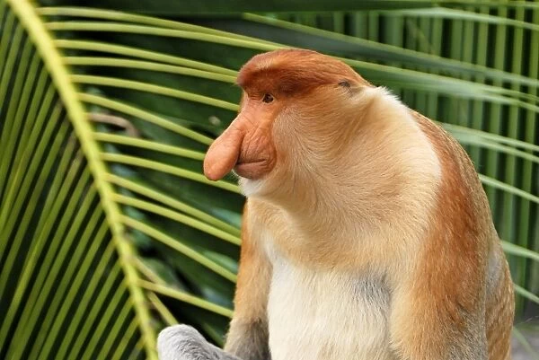 Proboscis Monkey - male - Kinabatangan river - Sabah - Borneo - Malaysia - Sabah - Borneo - Malaysia