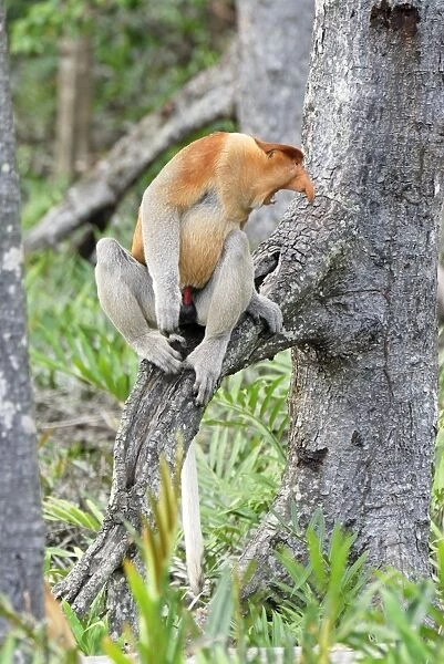 Proboscis Monkey - male with mouth open - Kinabatangan river - Sabah - Borneo - Malaysia - Sabah - Borneo - Malaysia