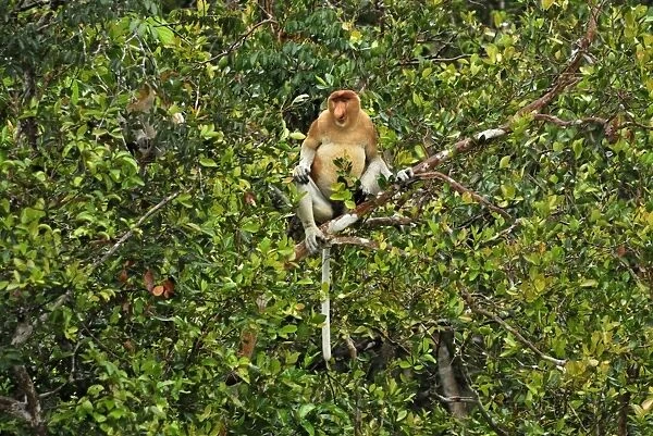 Proboscis Monkey - male - Tanjung Puting national park - Kalimantan - Indonesia - Sabah - Borneo - Malaysia