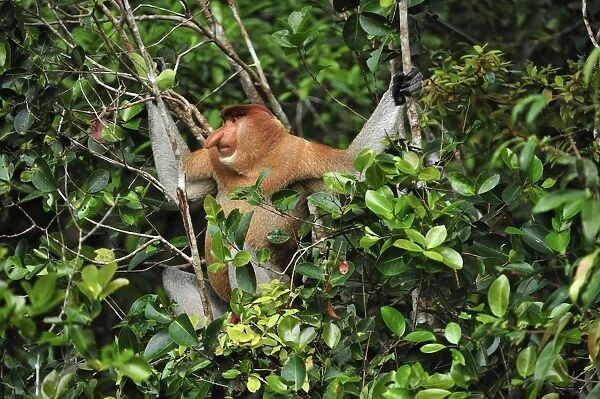 Proboscis Monkey - male - Tanjung Puting National Park - Kalimantan - Borneo - Indonesia