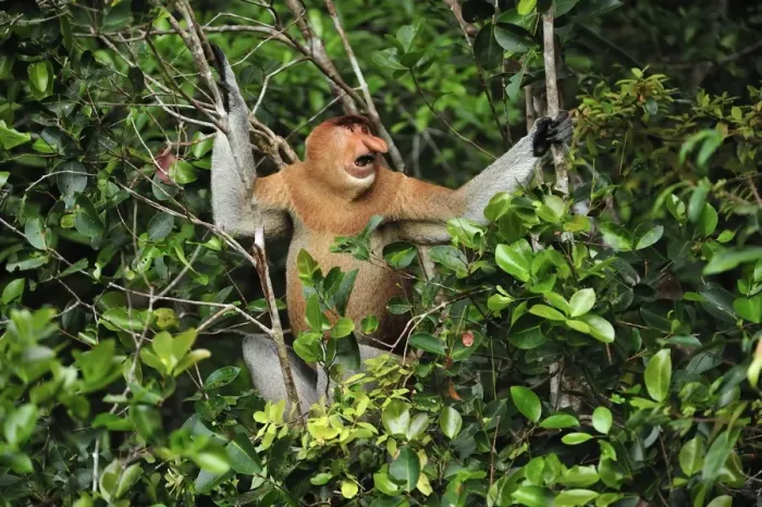 Framed Print : Proboscis Monkey - male - Tanjung Puting National Park - Kalimantan - Borneo - Indonesia Framed Print : Proboscis Monkey - male - Tanjung Puting National Park - Kalimantan - Borneo - Indonesia