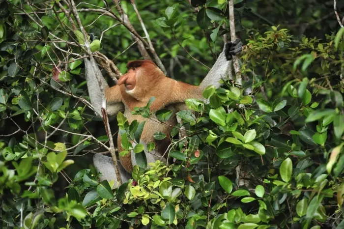 Framed Print : Proboscis Monkey - male - Tanjung Puting National Park - Kalimantan - Borneo - Indonesia Framed Print : Proboscis Monkey - male - Tanjung Puting National Park - Kalimantan - Borneo - Indonesia