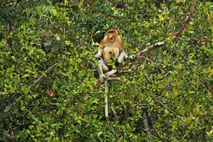 Framed Print : Proboscis Monkey - male - Tanjung Puting national park - Kalimantan - Indonesia - Sabah - Borneo - Malaysia Framed Print : Proboscis Monkey - male - Tanjung Puting national park - Kalimantan - Indonesia - Sabah - Borneo - Malaysia