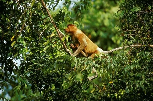Proboscis Monkey (Nasalis larvatus) female & infant in tree, Kinabatangan River, Sabah, Borneo, Malaysia JPF30260