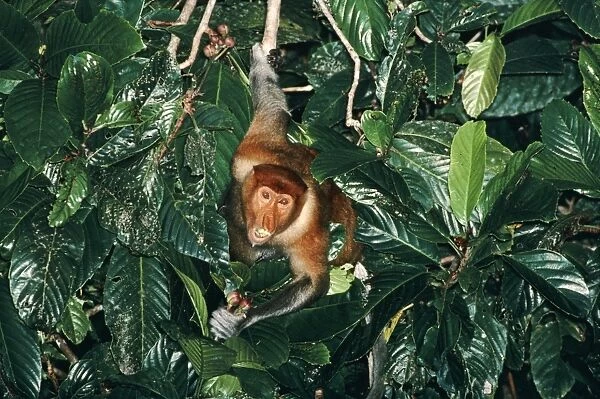 Proboscis Monkey (Nasalis larvatus) female feeding on flower buds, Kinabatangan River, Sabah, Borneo, Malaysia JPF30271