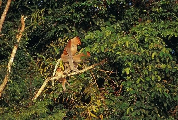Proboscis Monkey (Nasalis larvatus) pair mating with young trying to interrupt, in riverine forest, Kinabatangan River, Sabah, Borneo, Malaysia JPF30259