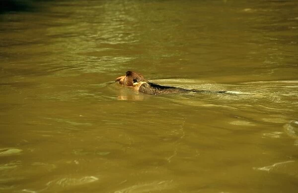 Proboscis Monkey (Nasalis larvatus) swimming across river, Kinabatangan River, Sabah, Borneo, Malaysia JPF30285