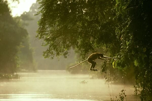 Proboscis Monkey (Nasalis larvatus) crossing river, Sabah, Borneo, Malaysia JPF30283