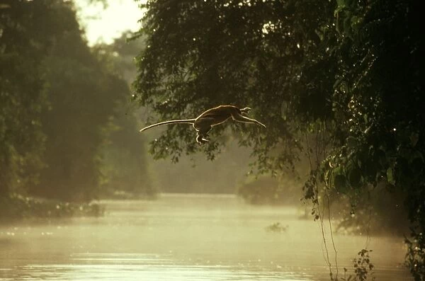 Proboscis Monkey (Nasalis larvatus) jumping across river, Kinabatangan River, Sabah, Borneo, Malaysia JPF30282