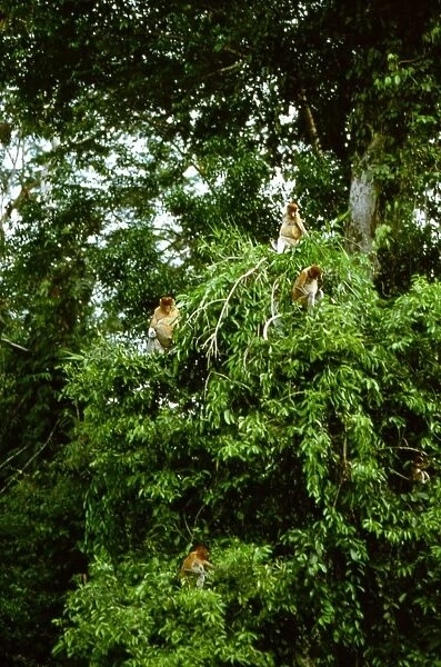 Proboscis Monkey (Nasalis larvatus) Family group in tree, Kinabatangan River, Sabah, Borneo, Malaysia JPF30335