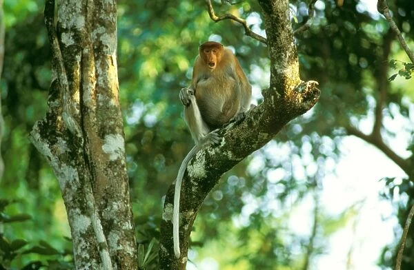 Proboscis Monkey (Nasalis larvatus) threat display, Kinabatangan River, Sabah, Borneo, Malaysia JPF30318
