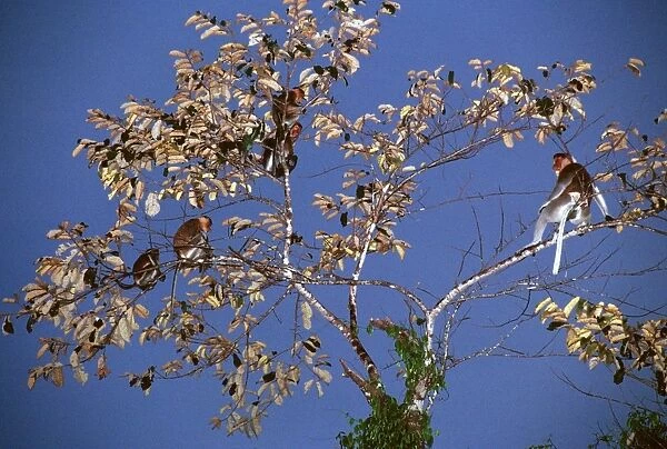 Proboscis Monkey (Nasalis larvatus) Family group in tree, Kinabatangan River, Sabah, Borneo, Malaysia JPF30294