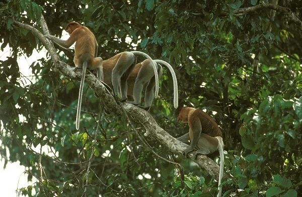 Proboscis Monkey (Nasalis larvatus) bachelor group threatening another group, Kinabatangan River, Sabah, Borneo, Malaysia JPF30292