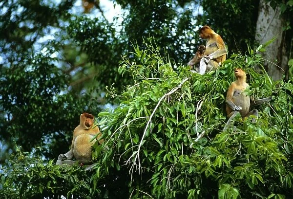 Proboscis Monkey (Nasalis larvatus) family group feeding, Kinabatangan River, Sabah, Borneo, Malaysia JPF30336