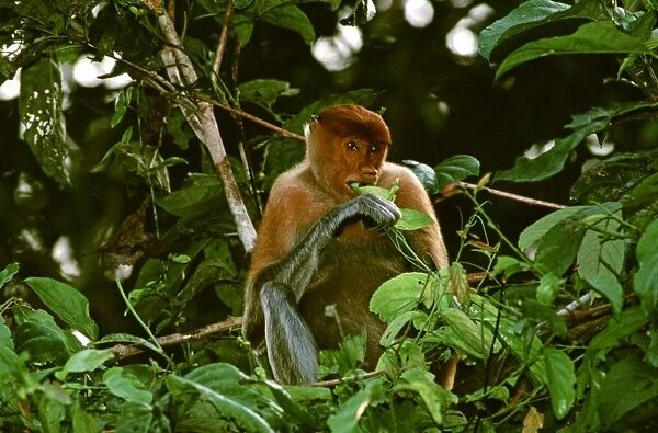 Proboscis Monkey (Nasalis larvatus) eating vine leaves, Kinabatangan River, Sabah, Borneo, Malaysia JPF30270