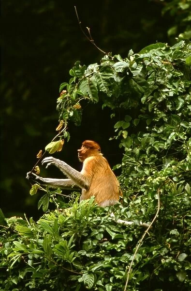 Proboscis Monkey (Nasalis larvatus) female feeding on a vine, Kinabatangan River, Sabah, Borneo, Malaysia JPF30269