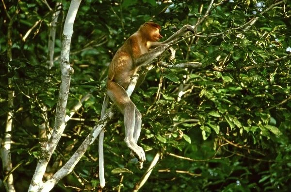 Proboscis Monkey (Nasalis larvatus) sleeping in tree, Kinabatangan River, Sabah, Borneo, Malaysia JPF30268