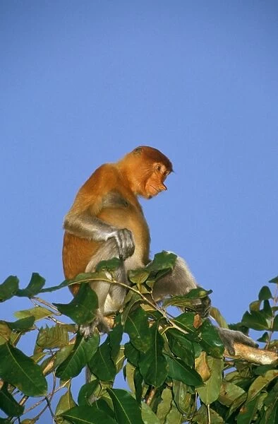 Proboscis Monkey (Nasalis larvatus) adult female, sunset, Kinabatangan River, Sabah, Borneo, Malaysia JPF30272