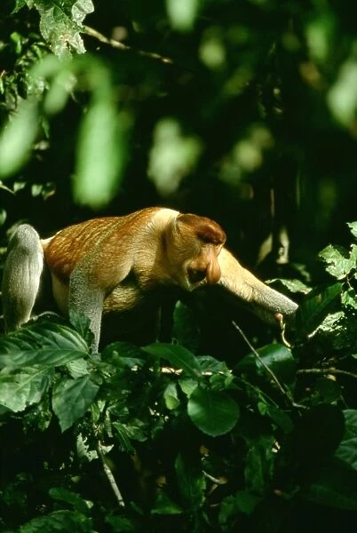 Proboscis Monkey (Nasalis larvatus) adult male, Kinabatangan River, Sabah, Borneo, Malaysia JPF30284